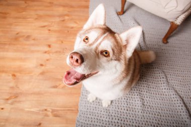 Mutlu yıllar, Noel tatilleri ve kutlamalar. Sibirya köpeği.
