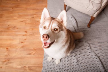 Mutlu yıllar, Noel tatilleri ve kutlamalar. Sibirya köpeği.
