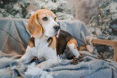 Kış manzaralı, ışıkları ve Noel ağaçları olan av köpekleri. bayram, yeni yıl, iç mekan, noel 