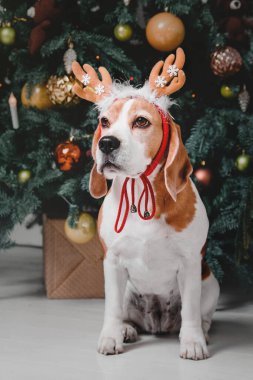 Noel ağacının arka planında geyik boynuzları olan sevimli bir köpek. Mutlu yıllar, Noel tatilleri ve kutlamalar. Av köpeği.