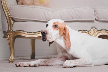 Kış manzaralı, ışıkları ve Noel ağaçları olan av köpekleri. bayram, yeni yıl, iç mekan, noel 