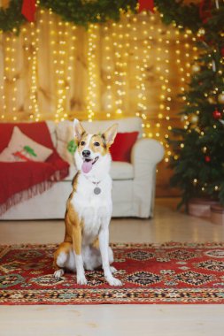 Mutlu yıllar, Noel tatilleri ve kutlamalar. Noel ağacının yanındaki köpek.. 