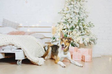 Mutlu yıllar, Noel tatilleri ve kutlamalar. Noel ağacının yanındaki köpek.. 