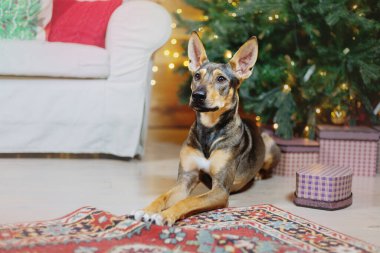 Mutlu yıllar, Noel tatilleri ve kutlamalar. Noel ağacının yanındaki köpek.. 