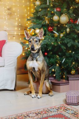 Mutlu yıllar, Noel tatilleri ve kutlamalar. Noel ağacının yanındaki köpek.. 