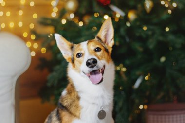 Mutlu yıllar, Noel tatilleri ve kutlamalar. Noel ağacının yanındaki köpek.. 