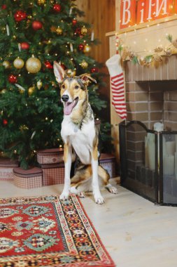 Mutlu yıllar, Noel tatilleri ve kutlamalar. Noel ağacının yanındaki köpek.. 
