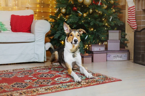 Mutlu yıllar, Noel tatilleri ve kutlamalar. Noel ağacının yanındaki köpek.. 