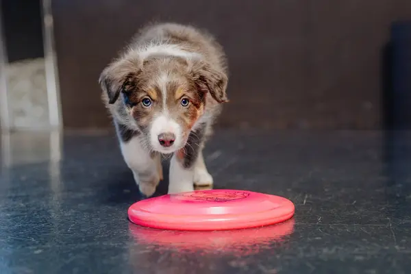 Puppy Perbatasan Collie Bermain Dengan Mainan Penuh Warna Stok Foto