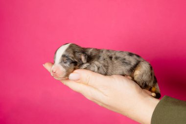 Pembe arka planda Bakıcı Eller 'de Yeni Doğmuş Yavru Köpek