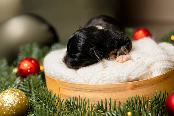 Noel Teması Koyu Yeşil Çelenk Yeni Doğmuş Bir Köpek Yavrusu Telifsiz Stok Imajlar