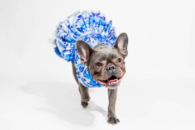 Beyaz Arkaplanda Şık Elbiseli Fransız Bulldog