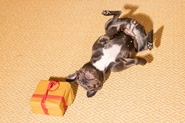French Bulldog with a Gift Box for Christmas and New Year