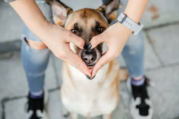 Mädchen Formt Eine Herzform Die Nase Ihres Malinois Belgischer Schäferhund lizenzfreie Stockbilder