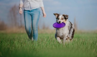 Green Meadow 'da Uçan Diskle koşmak. Yazın Doğada Köpek Eğlencesi