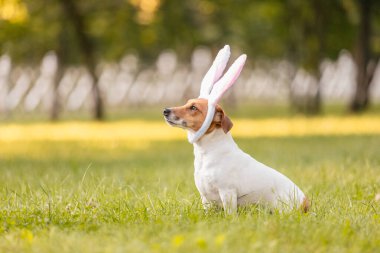 Tavşan kostümü giymiş Jack Russell Terrier köpeği çimlerin üzerinde oturuyor. Kostüm partisi. Paskalya teması. Paskalya tatili için kavramsal fotoğraf