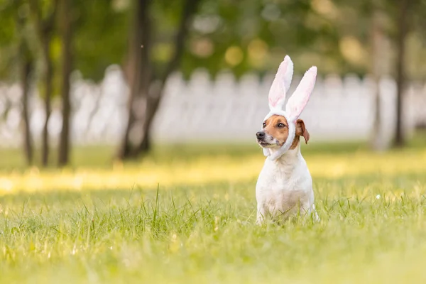 Jack Russell terrier dog dressed in a rabbit costume sits in the grass. Costume party. Easter theme. Conceptual photo for the Easter holiday