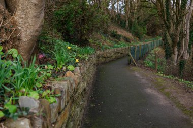 Eski park yolu. Yeşillik, Ivy, nergisler, Moss