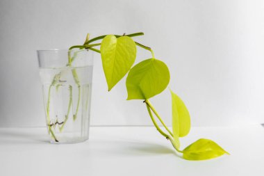 Beyaz arka planda su olan bir bardaktaki altın çömlekler. Seedling. Ev bitkileri