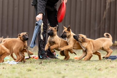 Belçika çoban köpeği Malinois yavruları. Köpek kumu. Çalışan köpek kulübesi. Dışarıda oynayan sevimli köpek yavruları.