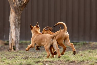 Belçika çoban köpeği Malinois yavruları. Köpek kumu. Çalışan köpek kulübesi. Dışarıda oynayan sevimli köpek yavruları.