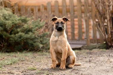 Belçika çoban köpeği Malinois. Köpek kumu. Çalışan köpek kulübesi. Dışarıda oynayan sevimli köpek yavruları.