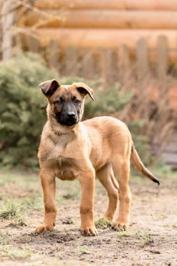 Belçika çoban köpeği Malinois. Köpek kumu. Çalışan köpek kulübesi. Dışarıda oynayan sevimli köpek yavruları.