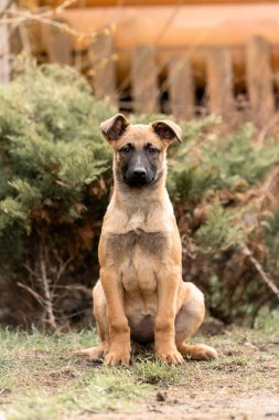 Belçika çoban köpeği Malinois. Köpek kumu. Çalışan köpek kulübesi. Dışarıda oynayan sevimli köpek yavruları.