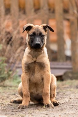 Belçika çoban köpeği Malinois. Köpek kumu. Çalışan köpek kulübesi. Dışarıda oynayan sevimli köpek yavruları.