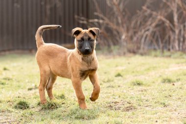 Belçika çoban köpeği Malinois. Köpek kumu. Çalışan köpek kulübesi. Dışarıda oynayan sevimli köpek yavruları.