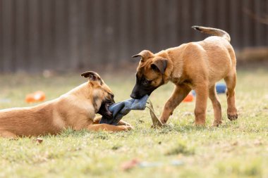 Belçika çoban köpeği Malinois yavruları. Köpek kumu. Çalışan köpek kulübesi. Dışarıda oynayan sevimli köpek yavruları.