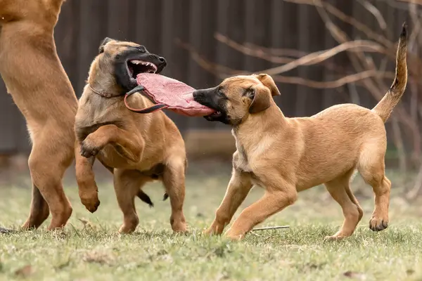 Belçika çoban köpeği Malinois yavruları. Köpek kumu. Çalışan köpek kulübesi. Dışarıda oynayan sevimli köpek yavruları.