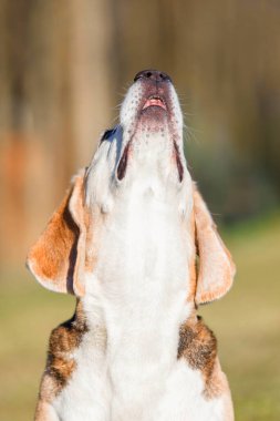 Av köpeği yukarı bakıyor. Vesikalık. Kapat.