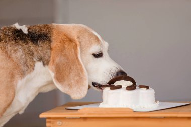 Lezzetli pasta yiyen av köpeği cinsi. Köpek maması, köpek pastanesi