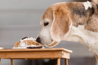 Lezzetli pasta yiyen av köpeği cinsi. Köpek maması, köpek pastanesi