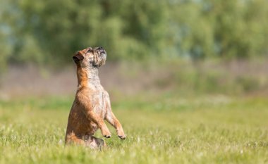 Sınır Teriyeri köpeği parkta yeşil çimlerin üzerinde duruyor.