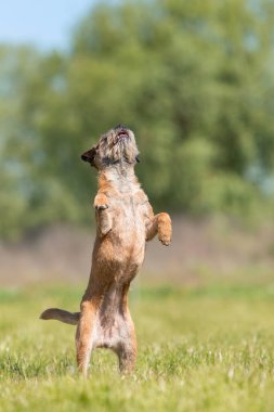 Sınır Teriyeri köpeği parkta yeşil çimlerin üzerinde duruyor.