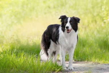 Yeşil çimlerde duran Sınır Köpeği Collie. Yürüyen köpek..