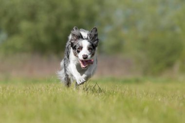 Yeşil çimlerde koşan Sınır Köpeği Collie