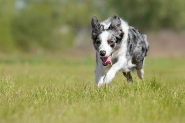 Yeşil çimlerde koşan Sınır Köpeği Collie