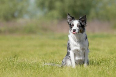 Yeşil çimlerde oturan Sınır Köpeği Collie