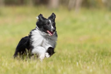 Shetland çoban köpeği yeşil çimlerde hızla koşuyor. Etkin köpek.