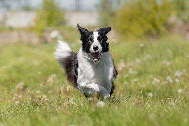 Border Collie köpeği yeşil çimlerde koşuyor. Etkin köpek.
