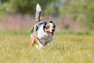 Yeşil çimlerde koşan Sınır Köpeği Collie