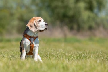 Beagle köpek parkta çim üzerinde oturan