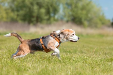 Parktaki çimlerde koşan av köpeği.