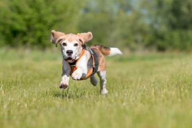Parktaki çimlerde koşan av köpeği.