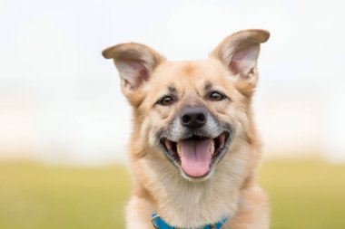 Köpek gülümsüyor. Mutlu it köpek. Üremeyen köpek