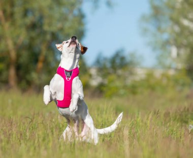 Beyaz, pembe koşumlu kırmızı köpek çimenlerde oynuyor. Üremeyen köpek. İt köpek..