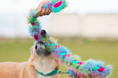 Şirin köpek renkli oyuncaklarla oynuyor. Köpek oyunu, cynoloji okulu ve köpek evlat edinme kavramı
